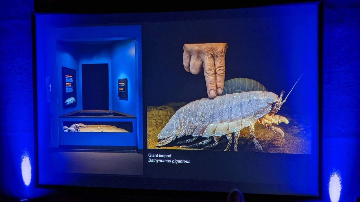 giant isopod deep sea monterey bay aquarium