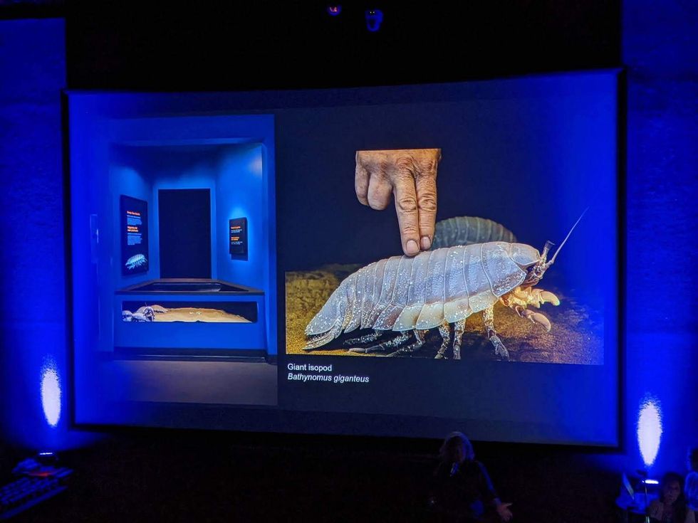 giant isopod mba International aquarium congress 2022
