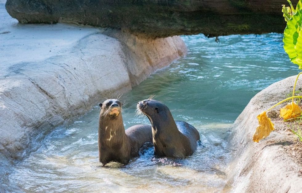 Giant Otters