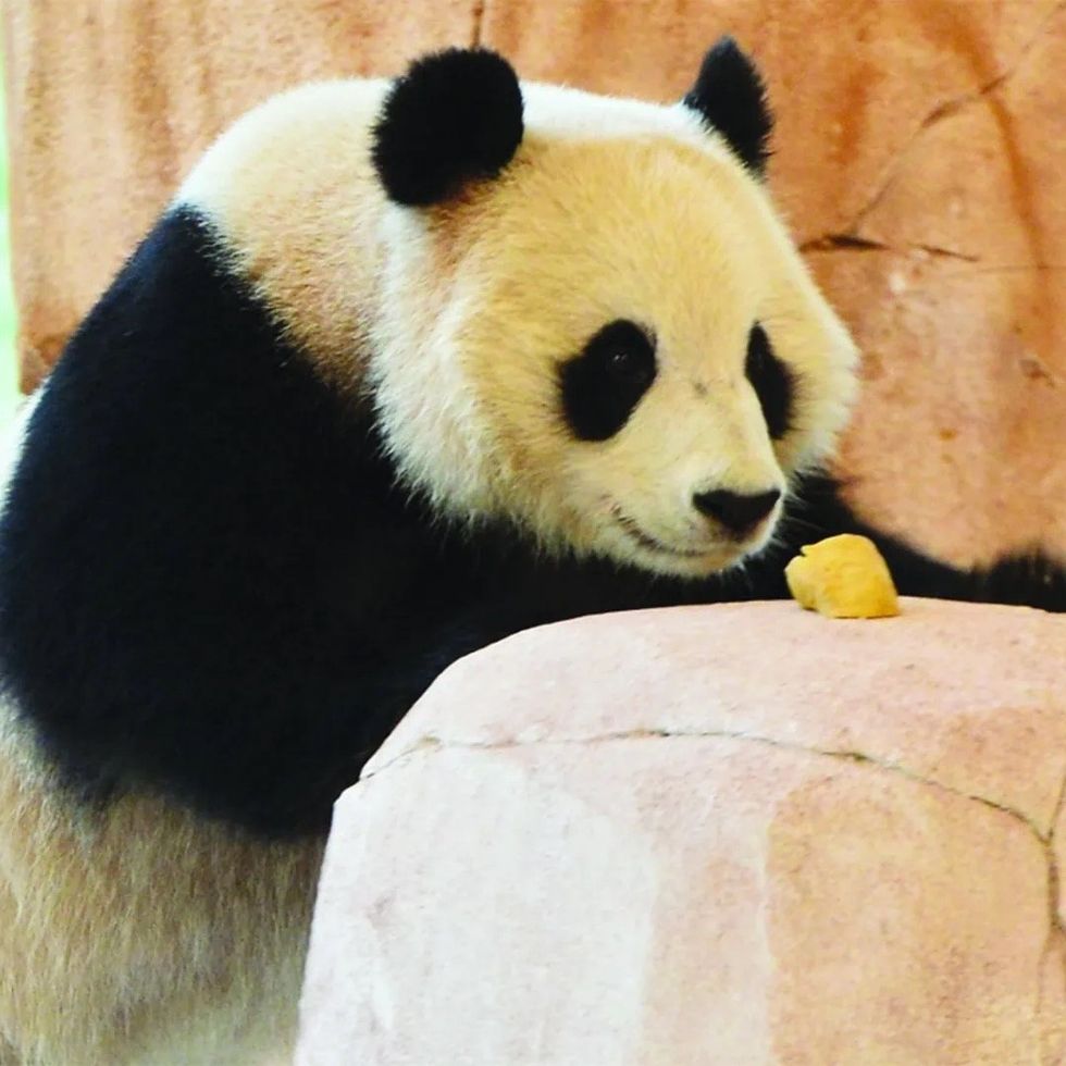 Giant-Panda-Al Khor Park Zoo