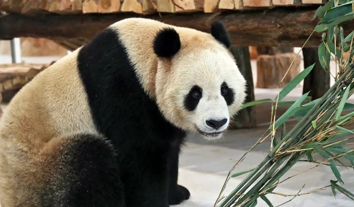Giant-Panda-Al Khor Park