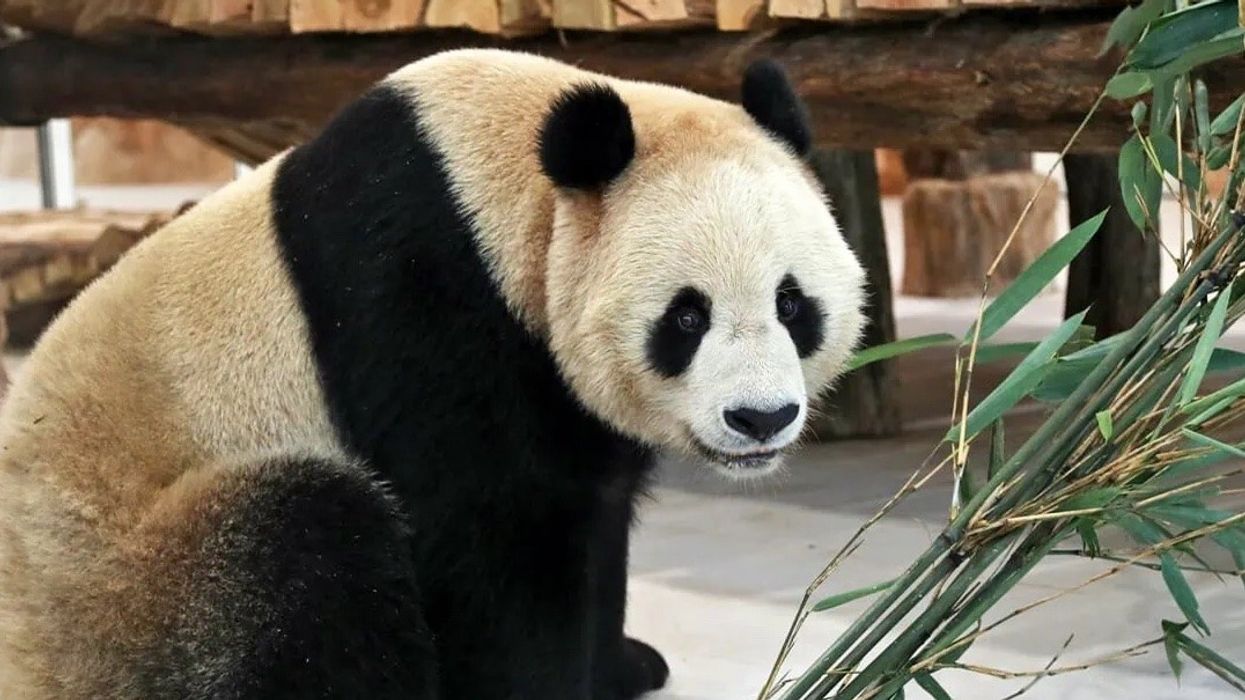 Giant-Panda-Al Khor Park
