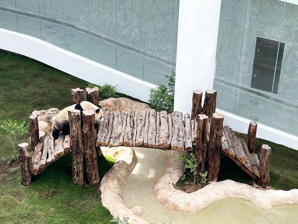 Giant panda at Al Khor Park