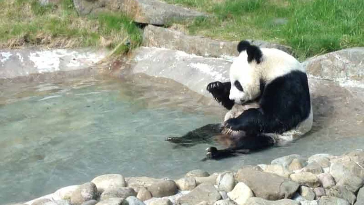 Giant Panda at Edinburgh Zoo.