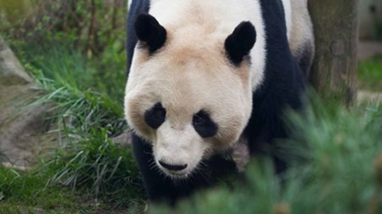 Giant panda at Edinburgh Zoo