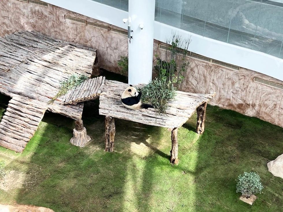 Giant panda in Al Khor Park Zoo Qatar