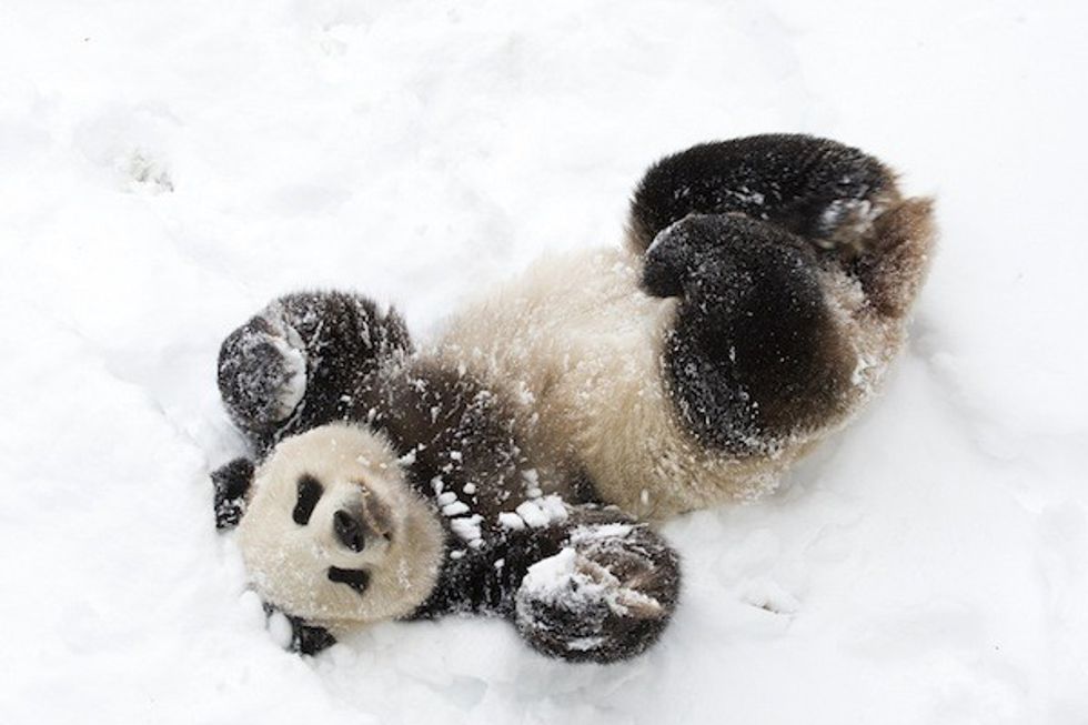 giant panda in smithsonian zoo in snow
