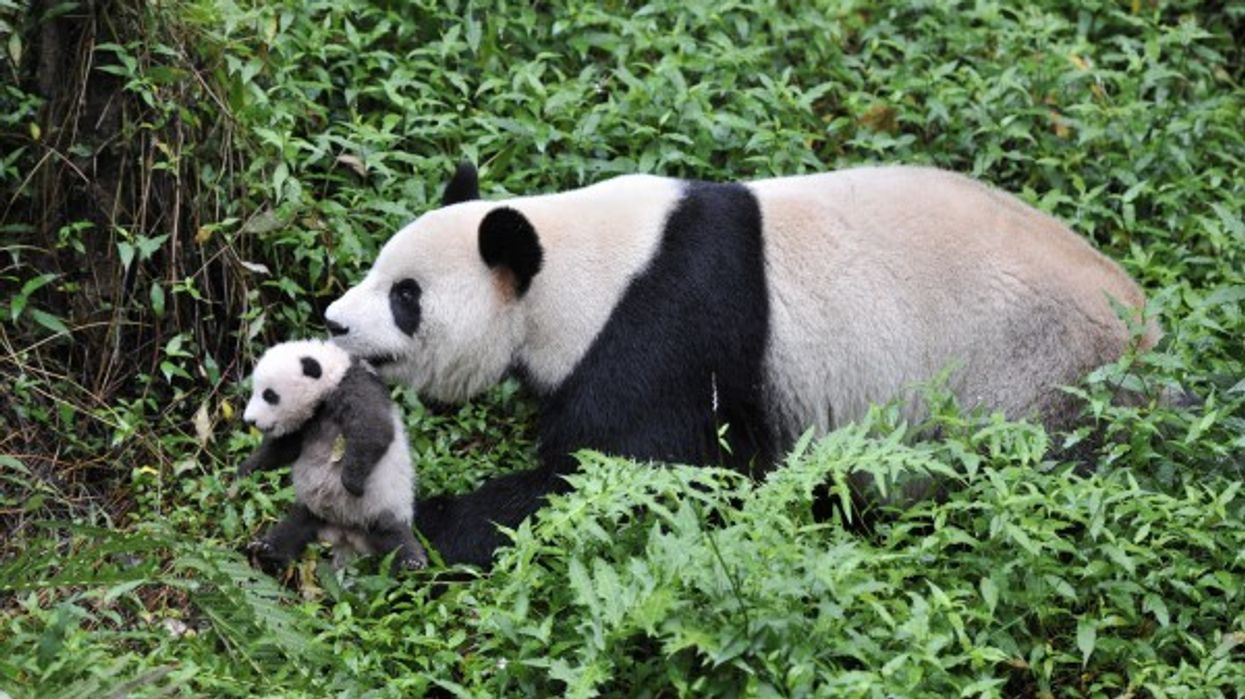 Giant panda national park sichuan province china