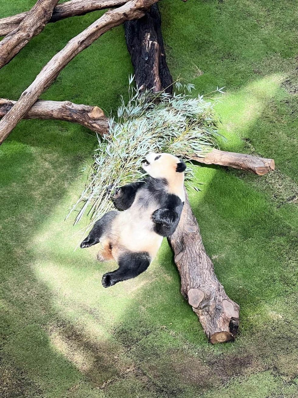 Giant panda sunbathes at Al Khor Park