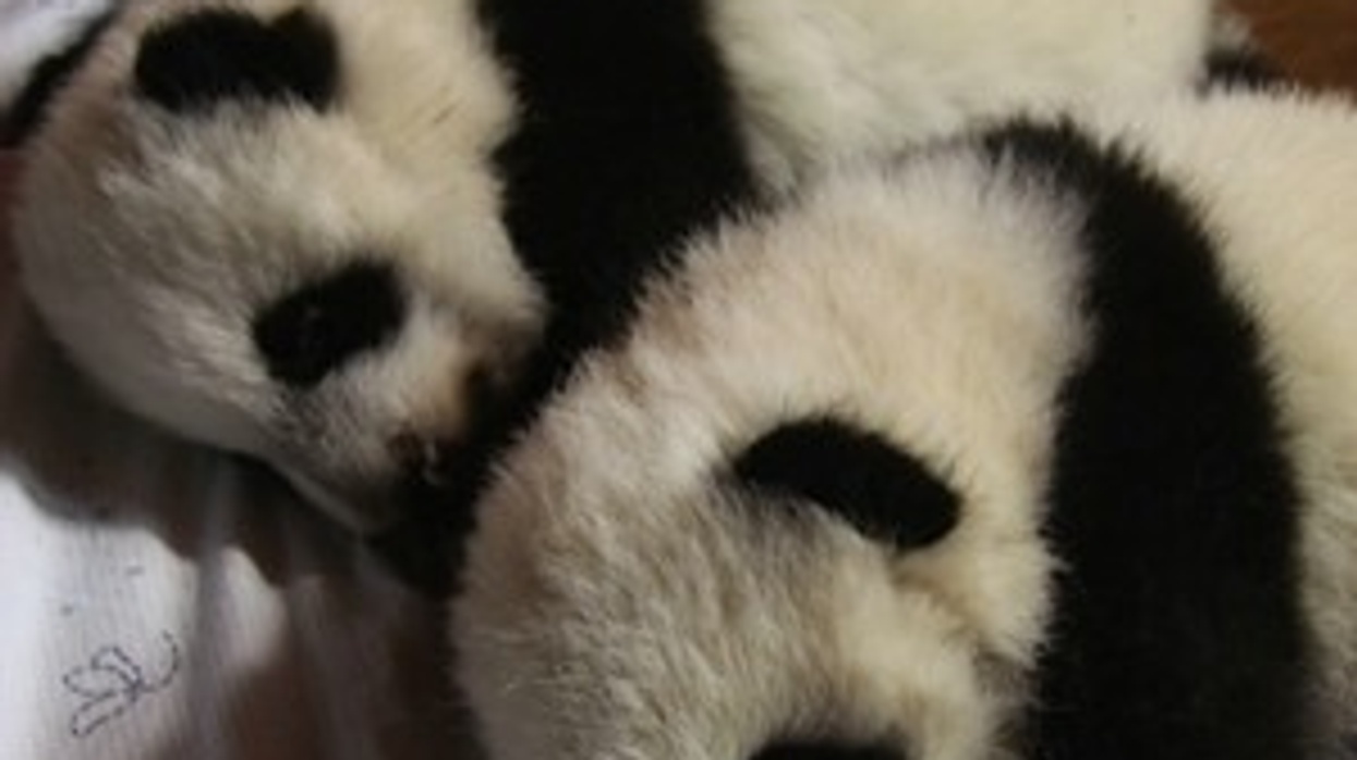 giant panda