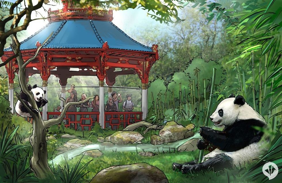 giant pandas at panda garden zoo berlin