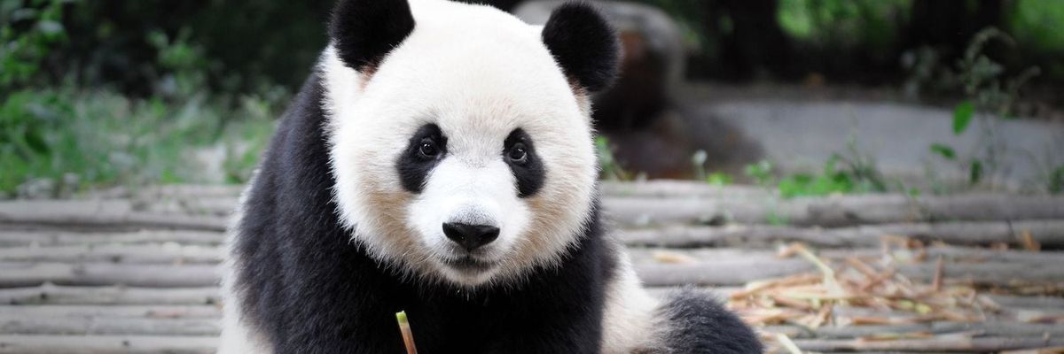 giant pandas berlin zoo