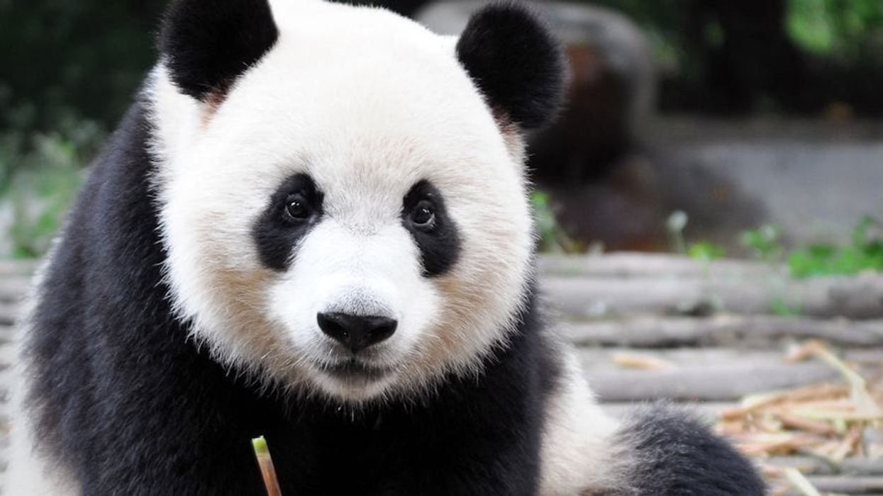 giant pandas berlin zoo
