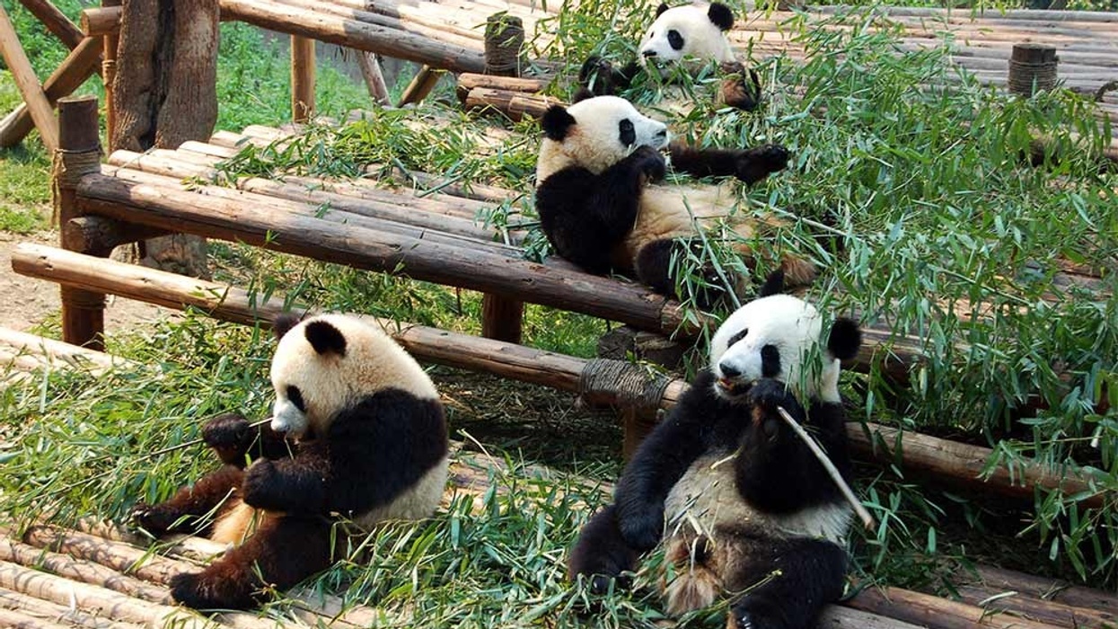 giant pandas blooloop purchased