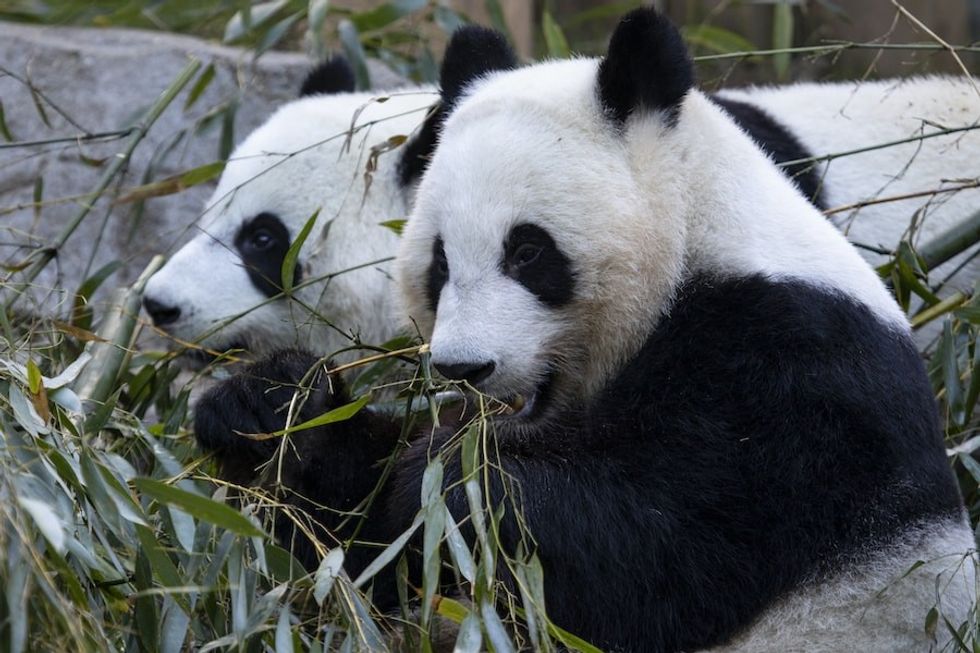 Giant pandas Ya Lun and Xi Lun_Zoo Atlanta