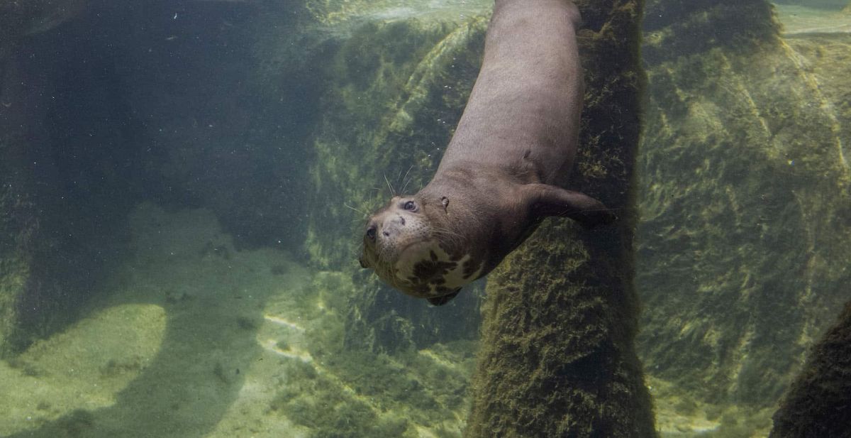 giant river otter brevard zoo