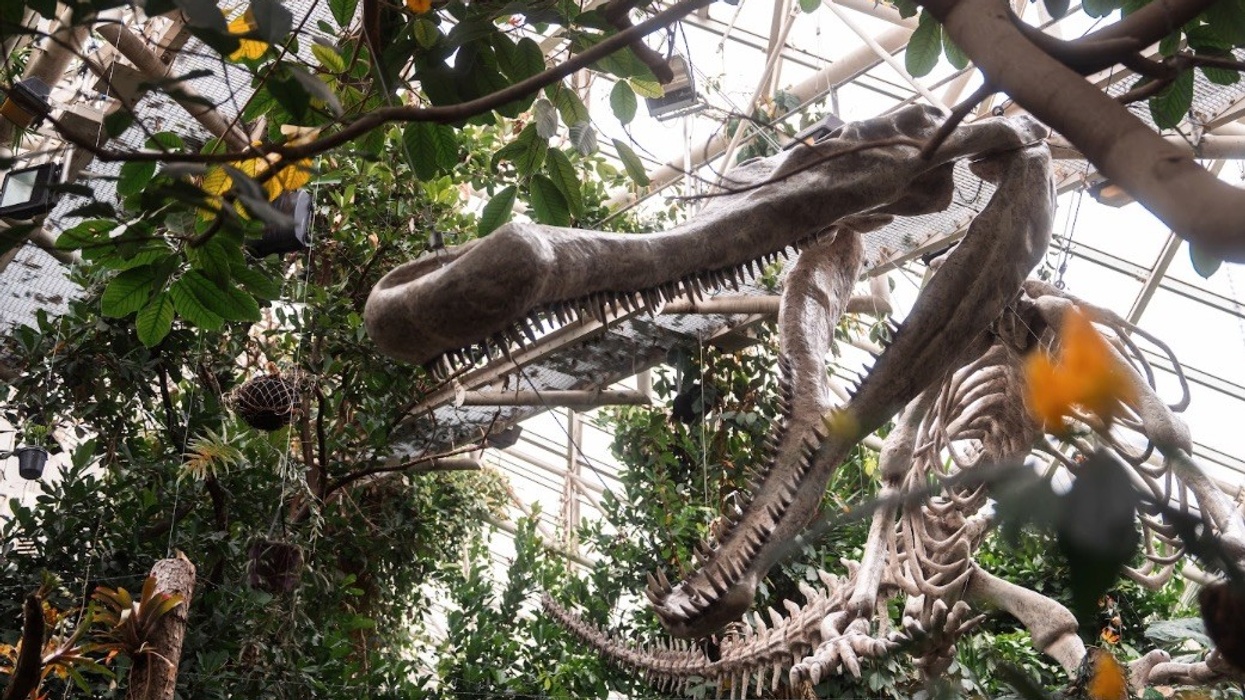 Giants of the Past croc fossil