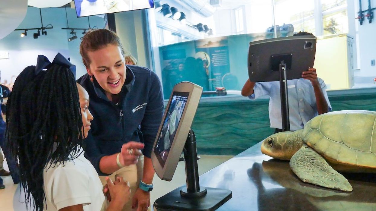 gilr interacts at Zucker Family Sea Turtle Recovery at south carolina aquarium