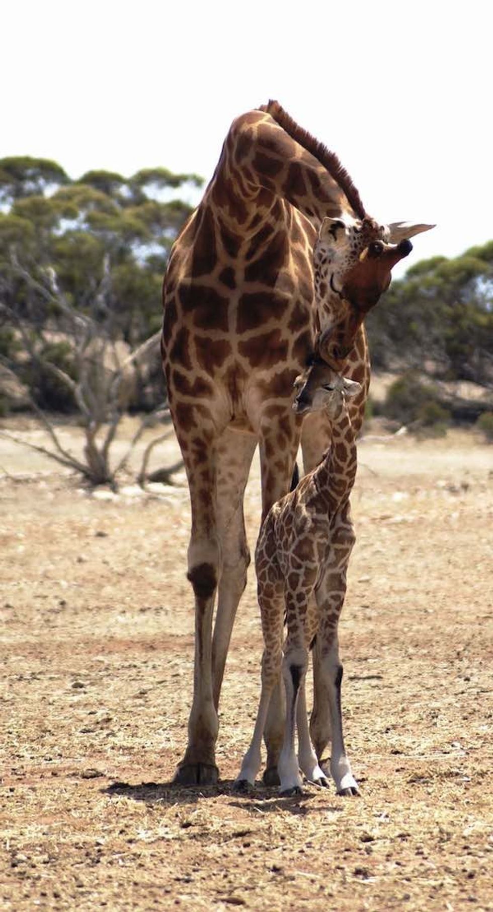 Giraffe and new born calf Zoos SA