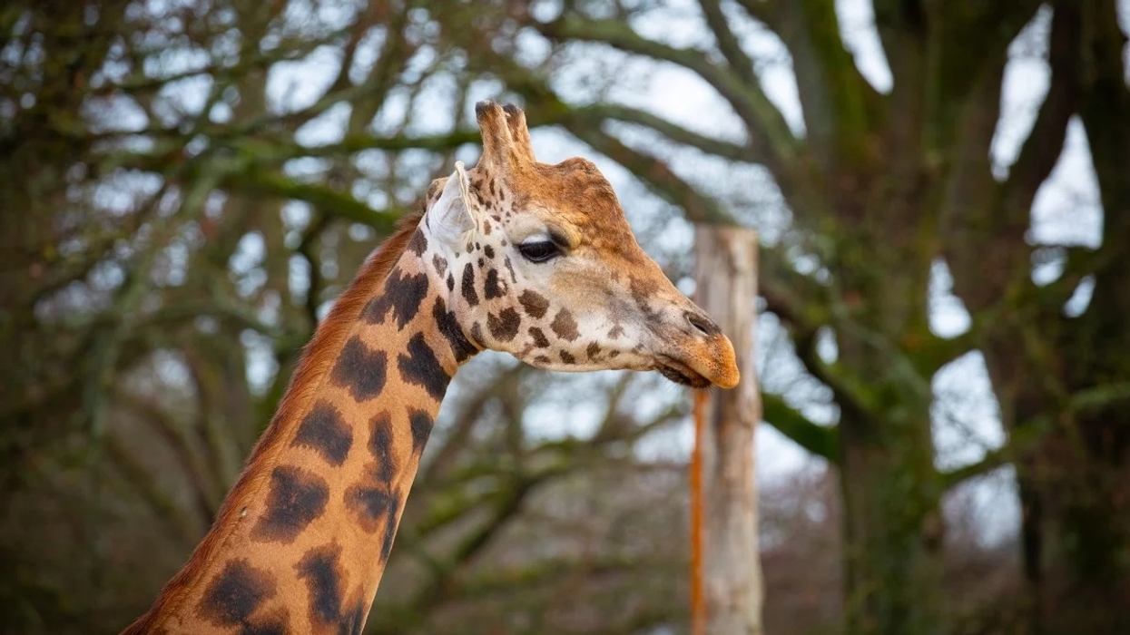 Giraffe at Marwell Zoo with spotted neck amid blurry trees in the background.