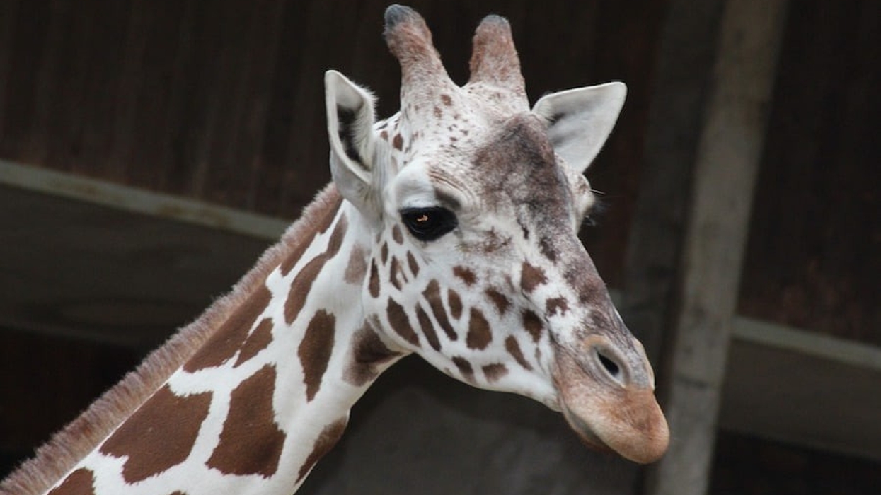 giraffe Cologne Zoo