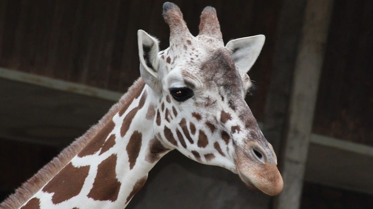 giraffe Cologne Zoo
