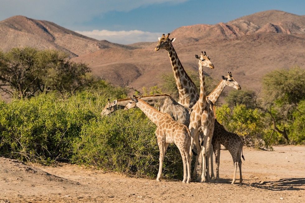 Giraffe family standing together in a grassy desert landscape with distant mountains.