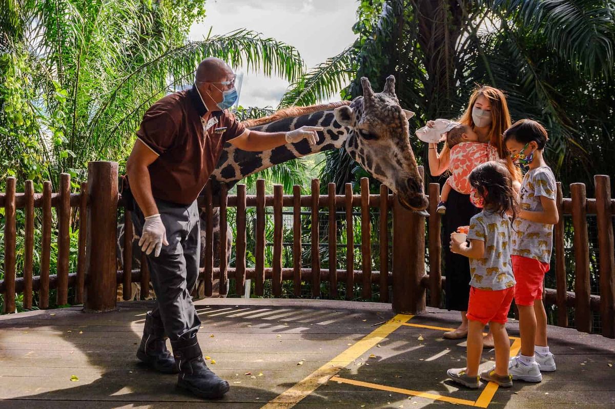 Giraffe feeding Singapore Zoo