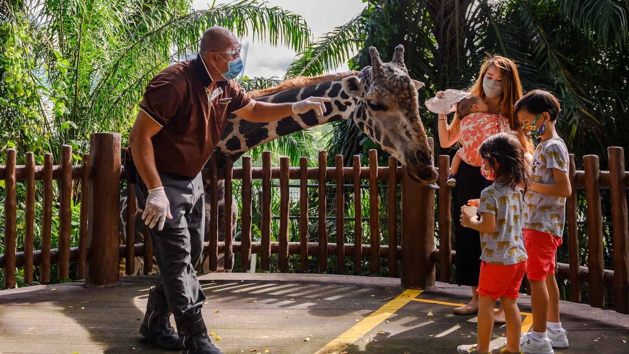 Giraffe feeding Singapore Zoo