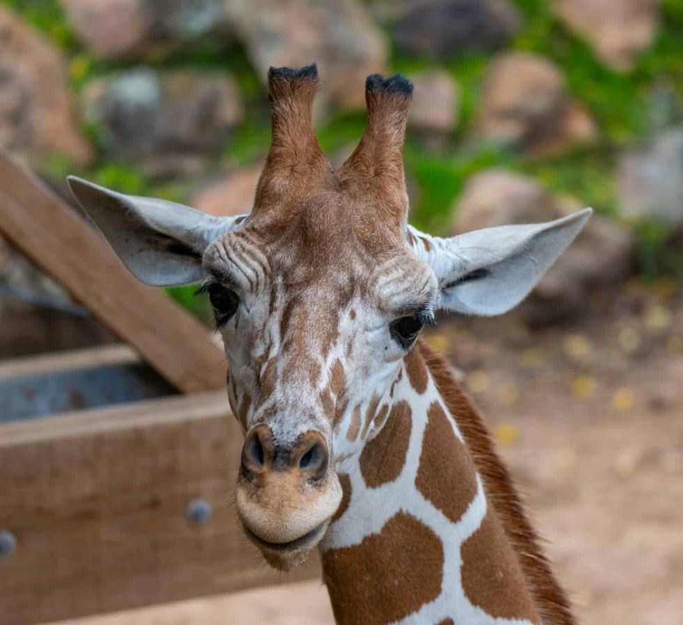 Giraffe Fort Worth Zoo