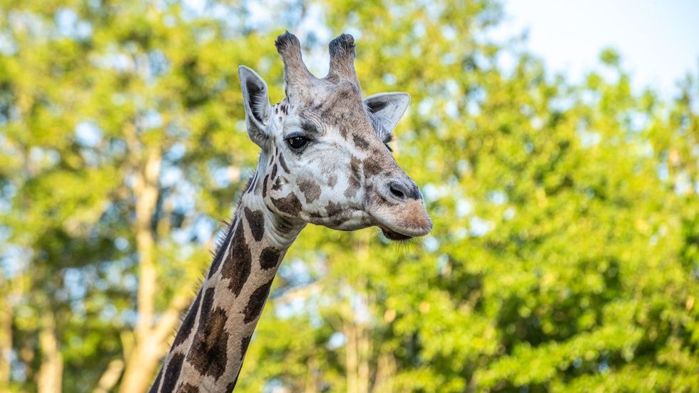 Giraffe Hattiesburg Zoo