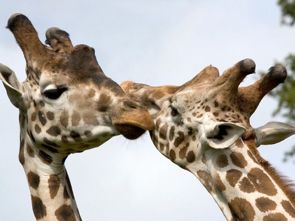 Giraffe knowsley