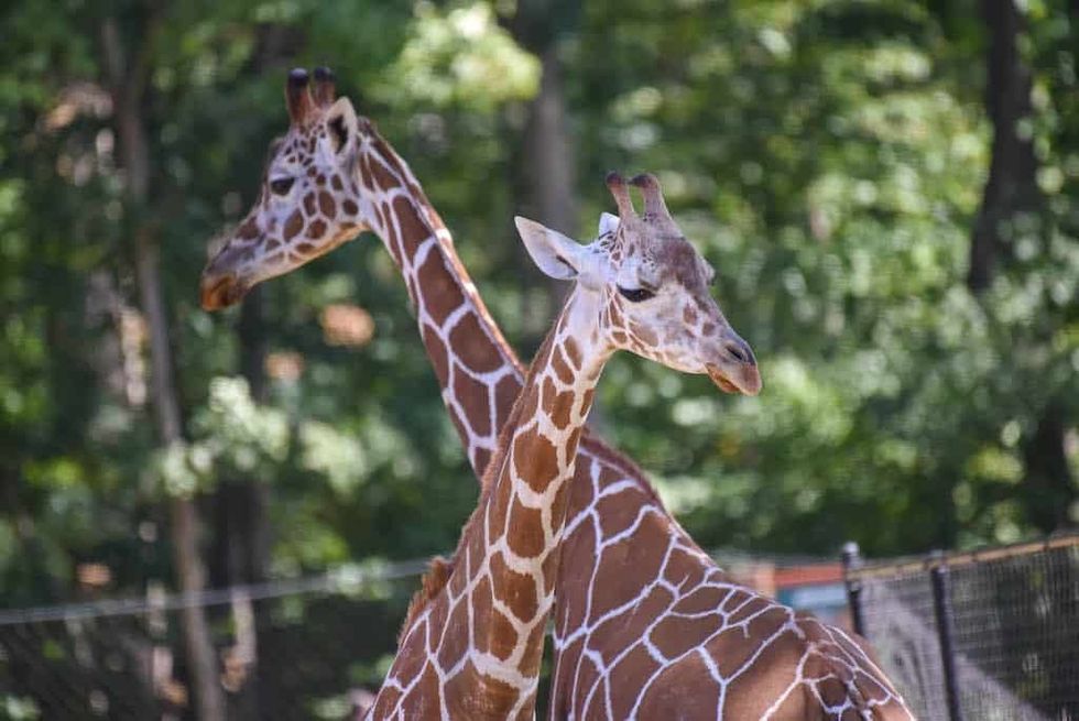Giraffes at Maryland Zoo