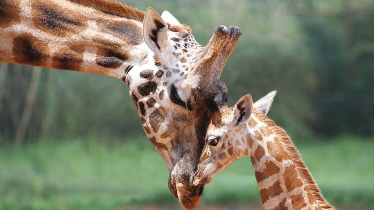 giraffes at perth Zoo western australia
