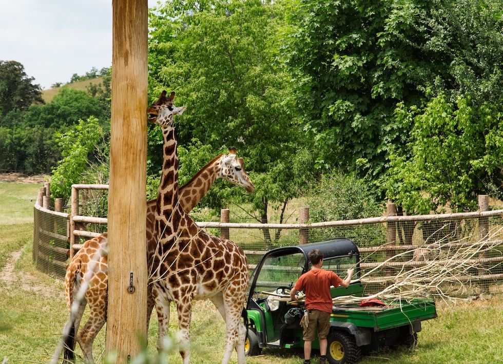 Giraffes beside a zookeeper and vehicle in a fenced, wooded area.