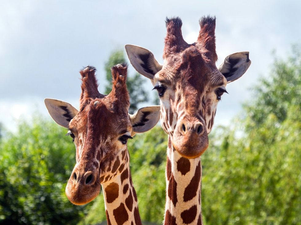 Giraffes Colchester Zoo