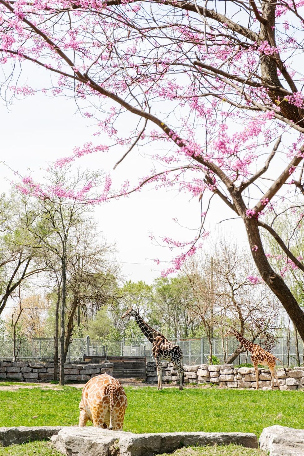Giraffes-Detroit-Zoo
