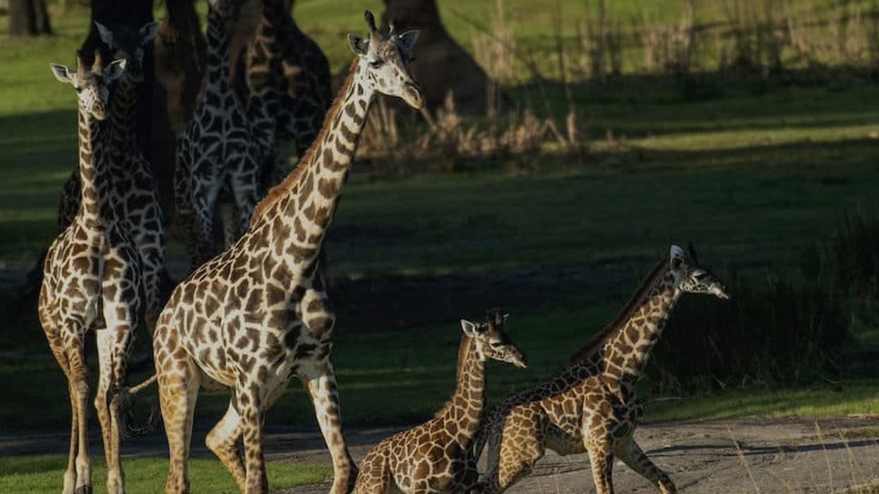 Giraffes-Disney-Animal-Kingdom top zoos and aquariums US