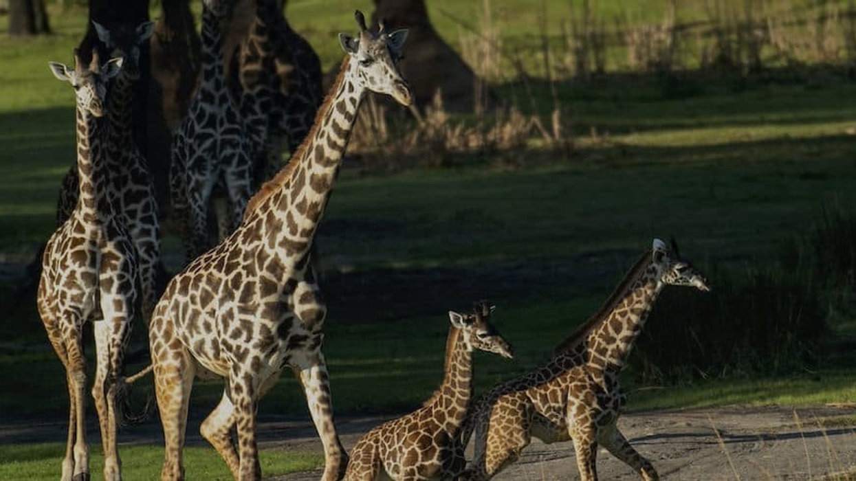 Giraffes-Disney-Animal-Kingdom top zoos and aquariums US