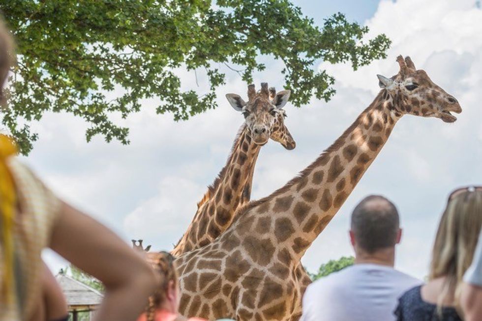 giraffes marwell zoo