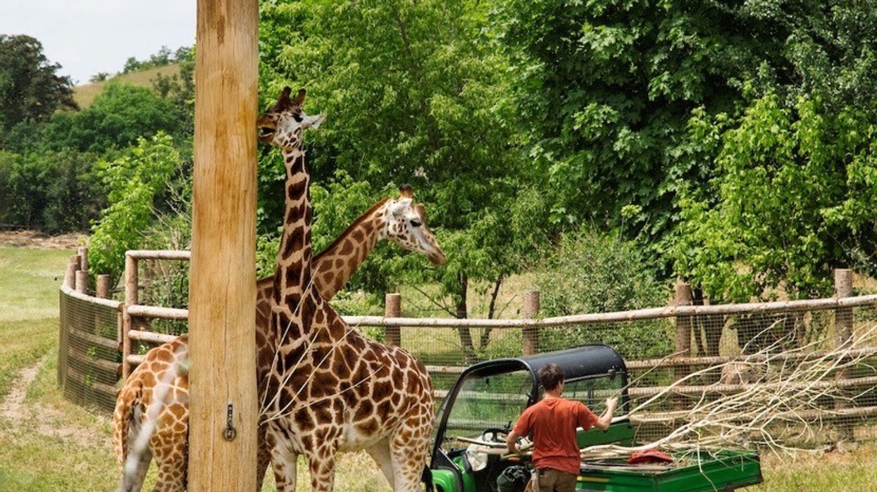 Giraffes near a zoo worker unloading branches from a vehicle in a lush, fenced enclosure.