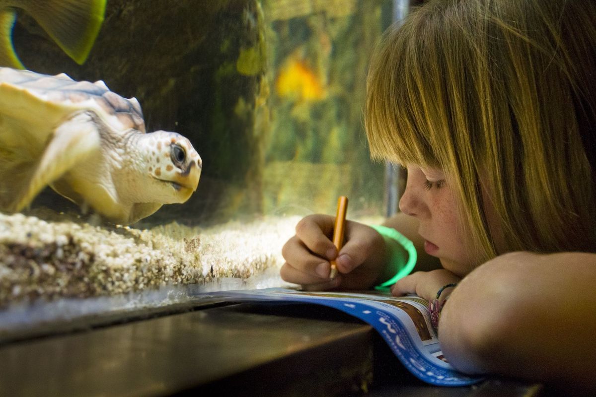 girl in aquarium takes notes looking at turtle