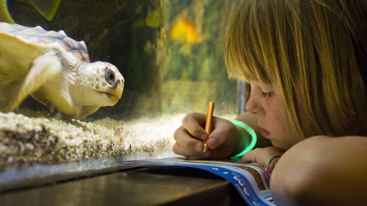girl in aquarium takes notes looking at turtle
