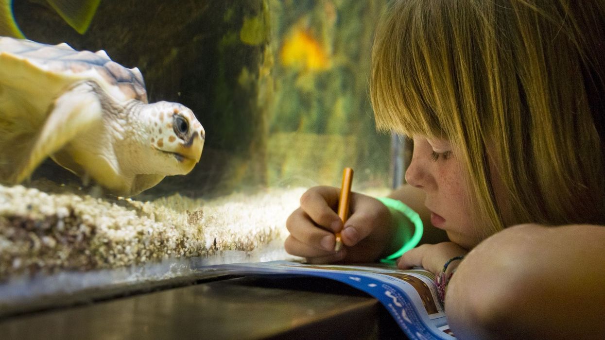 girl in aquarium takes notes looking at turtle