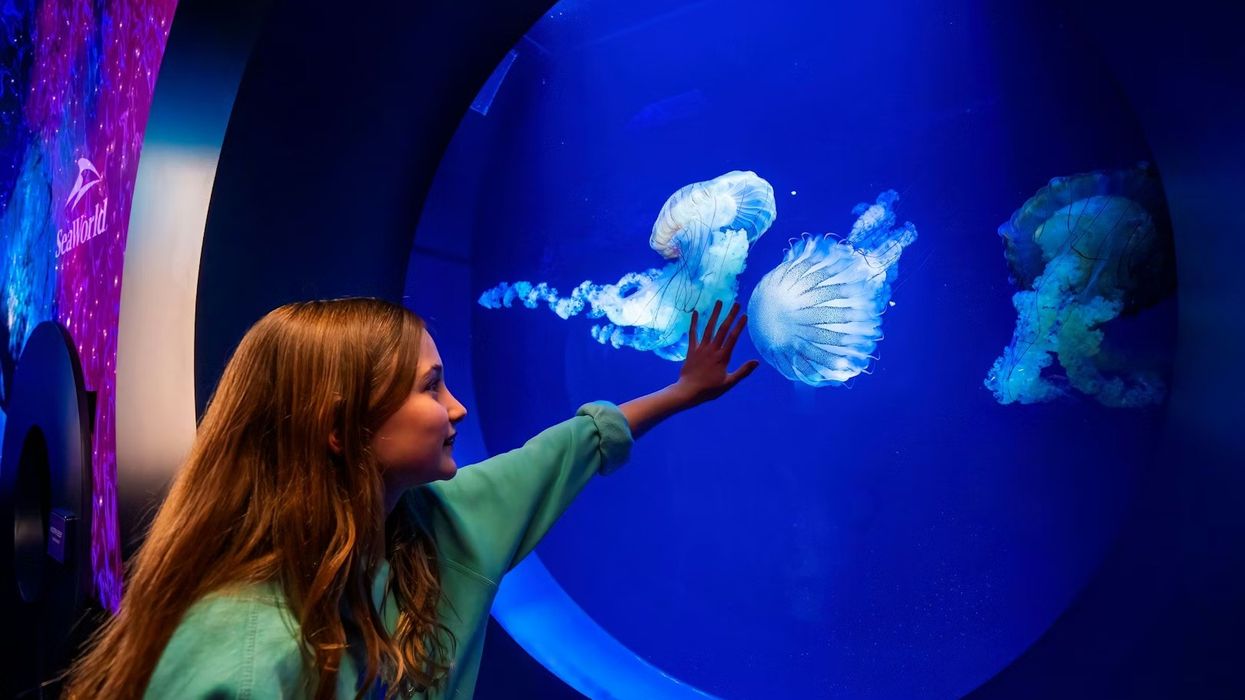 Girl touching glass, observing jellyfish in a blue-lit aquarium at SeaWorld.