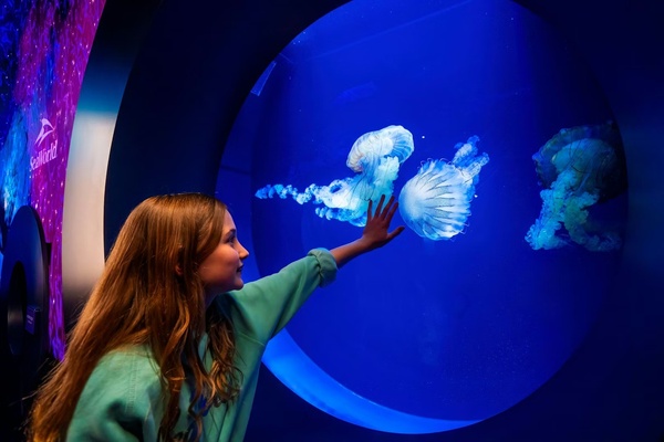 Girl touching glass, observing jellyfish in a blue-lit aquarium at SeaWorld.