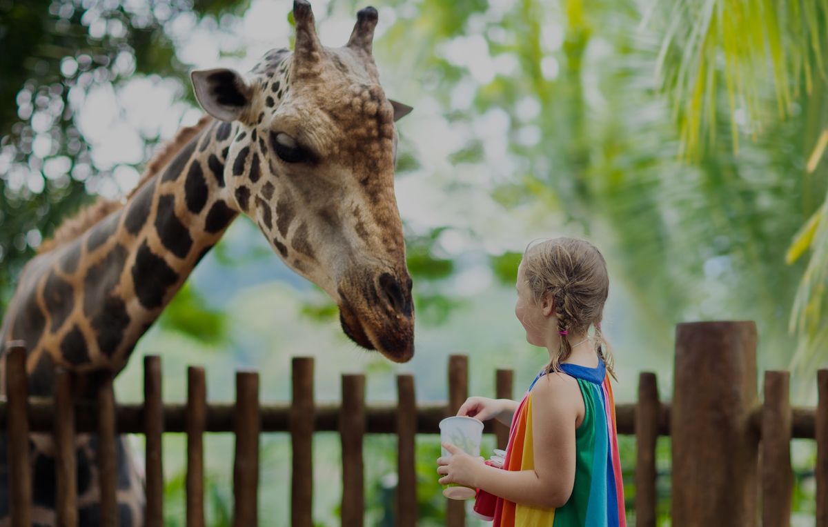 Girl with rainbow dress feeds giraffe over wooden fence in a lush, green setting.