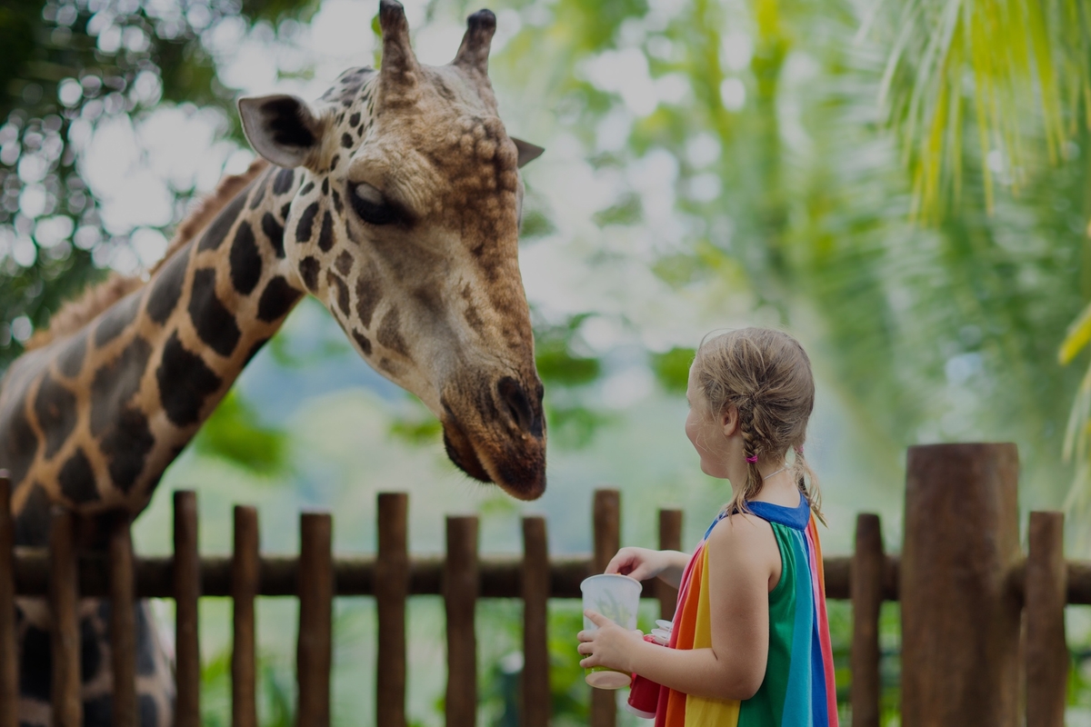 Girl with rainbow dress feeds giraffe over wooden fence in a lush, green setting.