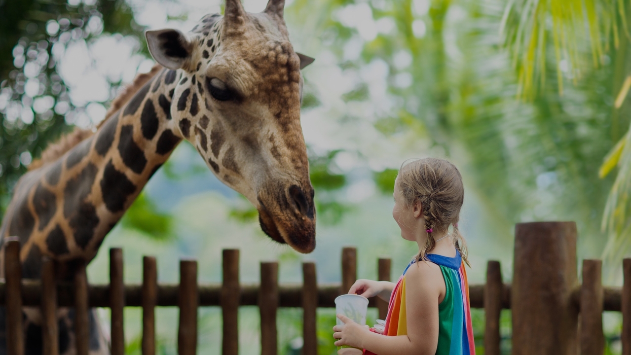 Girl with rainbow dress feeds giraffe over wooden fence in a lush, green setting.