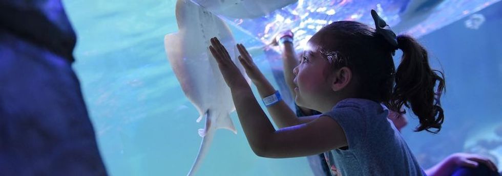 girl with ray at seaquest interactive aquarium x
